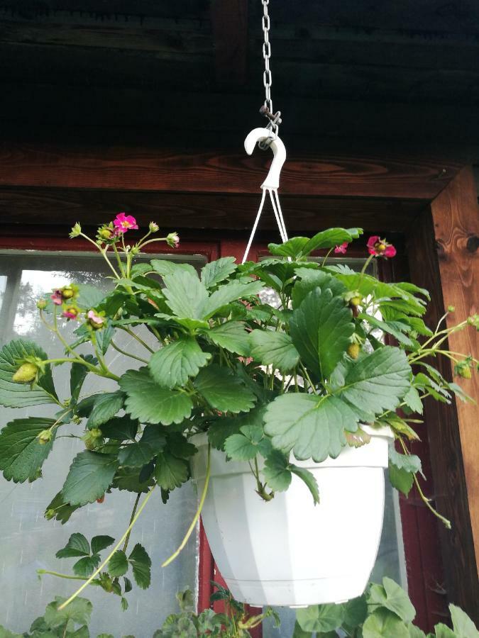 Bieszczadzki Zakatek :-) Farm stay Skorodne
